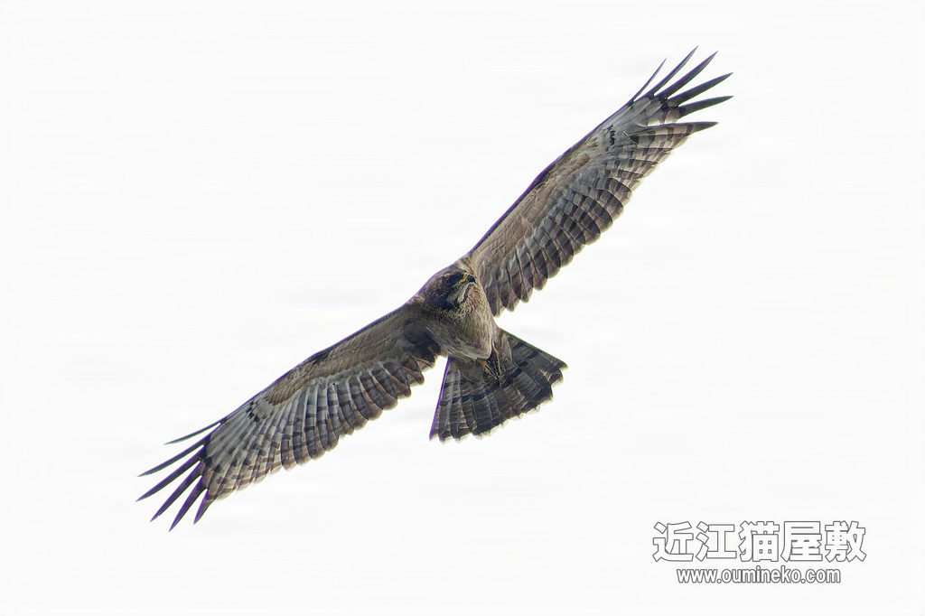 鷹の渡りハチクマ、コサメビタキ、カワセミ他