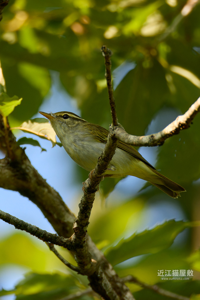 EOS R7で野鳥撮影 朽木 散策