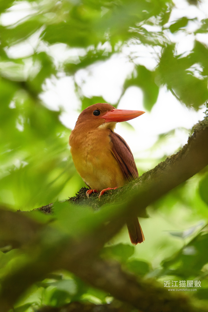 EOS R5 mark IIで野鳥撮影 アカショウビン、キビタキ他