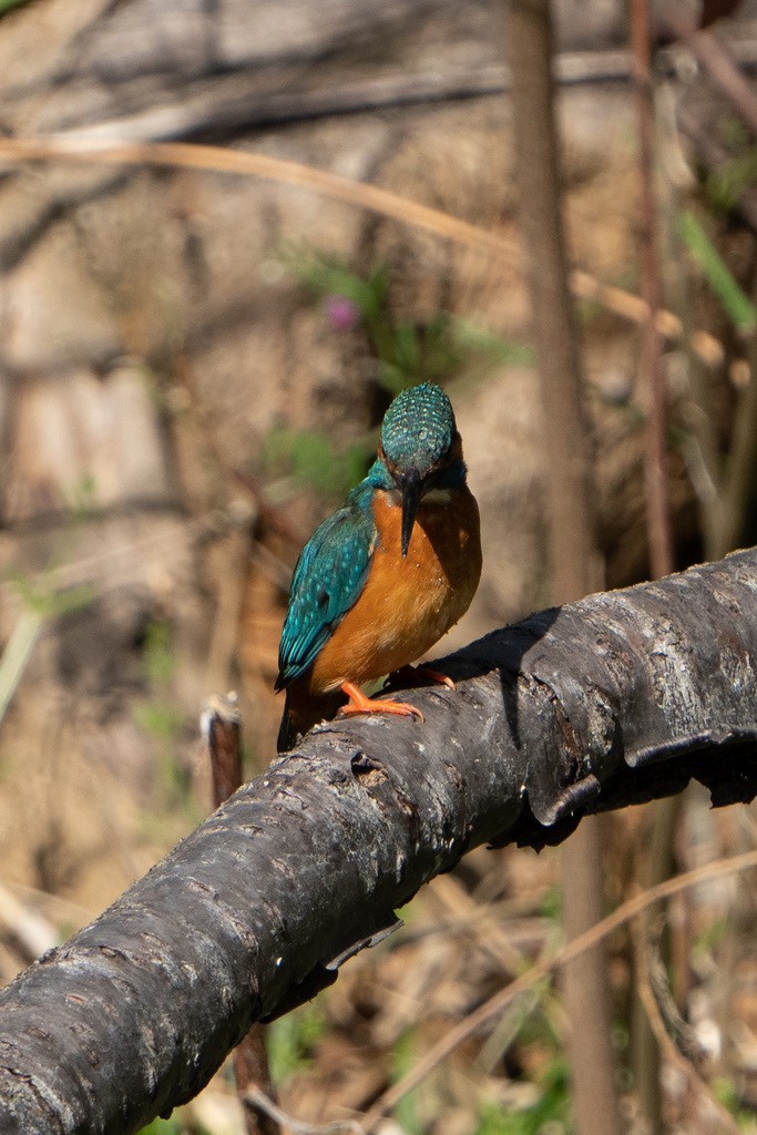 α1試写 α1+FE200-600