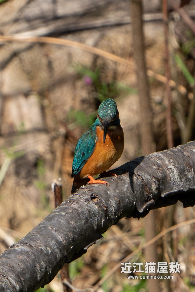 α1試写 α1+FE200-600