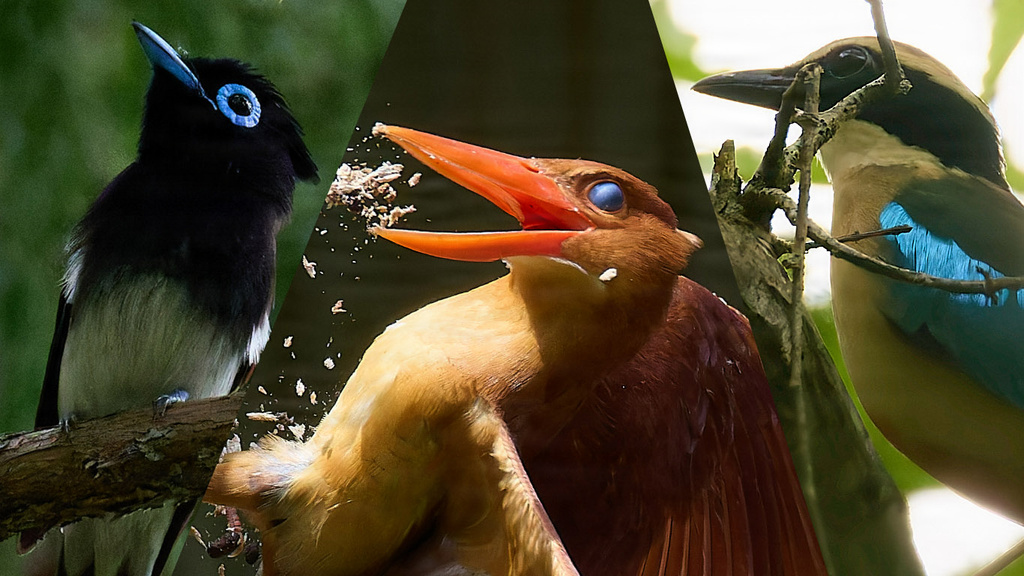 2025年 夏鳥探鳥 第３回(最終) 「夏鳥本隊、地元の滋賀で珍鳥を探す」(ヤイロチョウ、アカショウビン、サンコウチョウ)