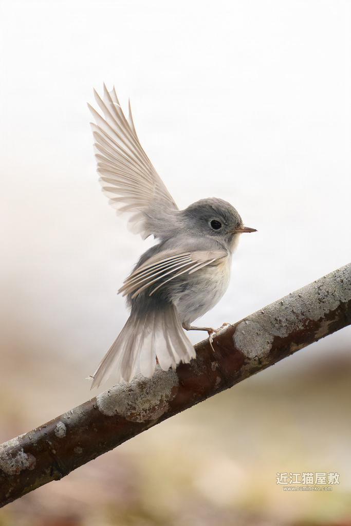 EOS R5 mark IIで野鳥撮影 02/09① 白ルリビタキ、トラツグミ、シロハラ、カワセミ他