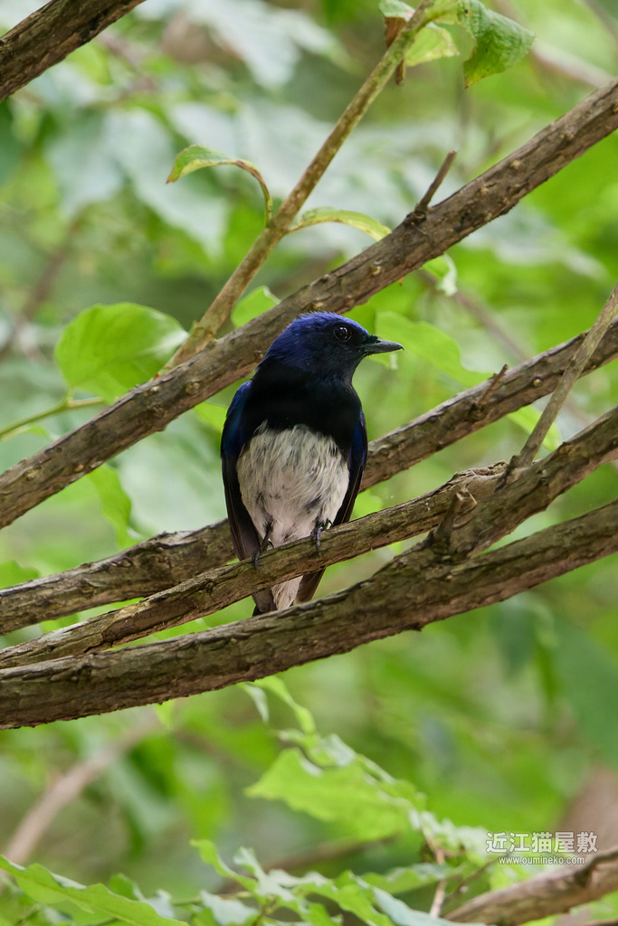 EOSで野鳥撮影 朽木 敗北 オオルリ、イカル、ヒヨドリ