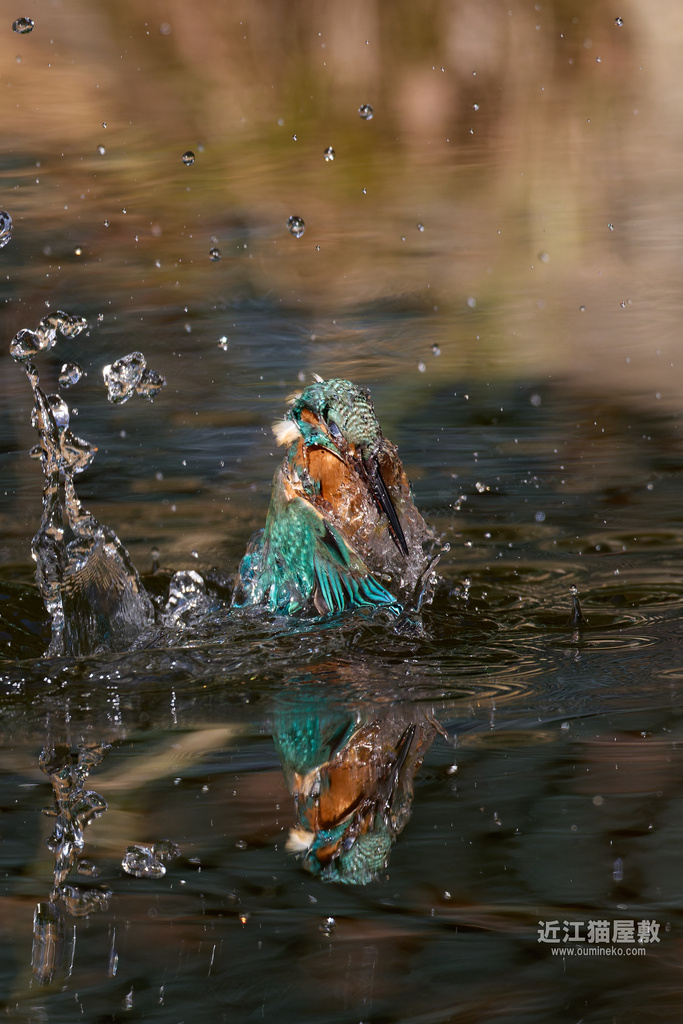 EOS R5 mark II で野鳥撮影 カワセミ、ベニマシコ、イカル他