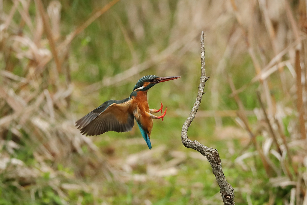 近くのダム カワセミ沼 EOS-1D X Mark II + EF600F4L