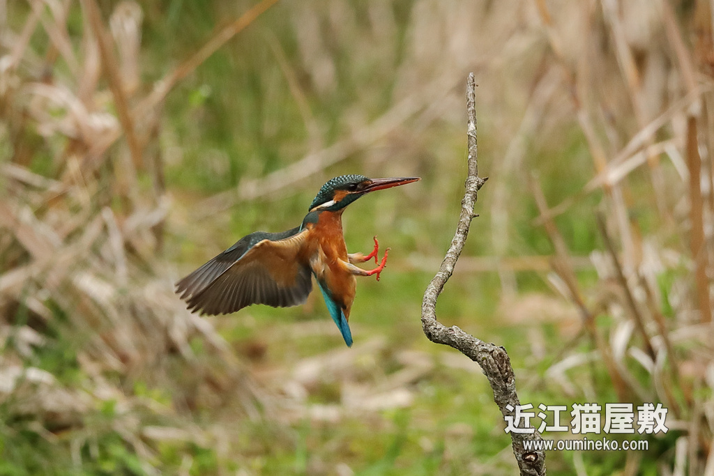 近くのダム カワセミ沼 EOS-1D X Mark II + EF600F4L