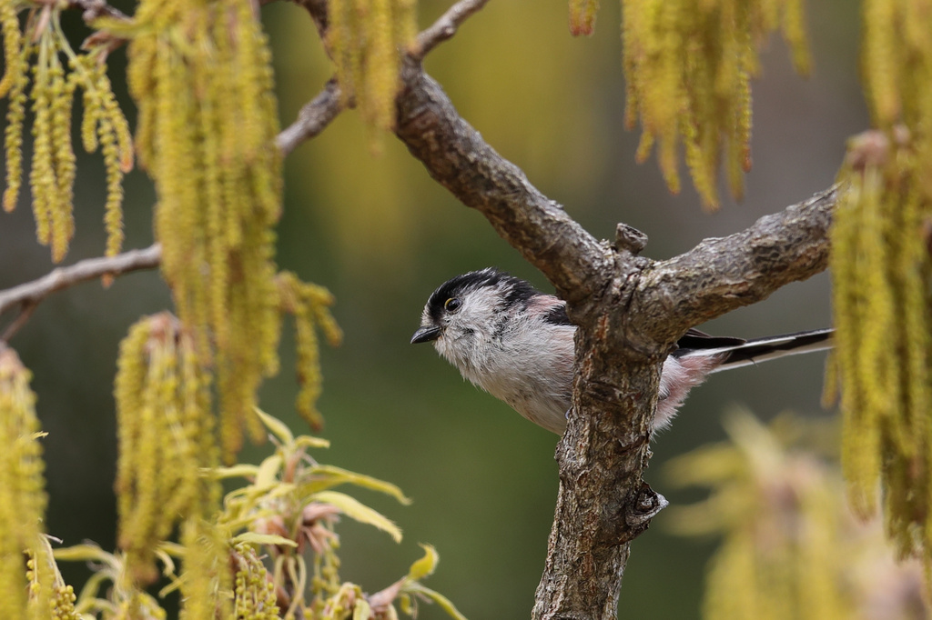 滋賀 音羽周辺 ウグイス、エナガ、オオルリなど EOS-1D X Mark II + EF600F4L