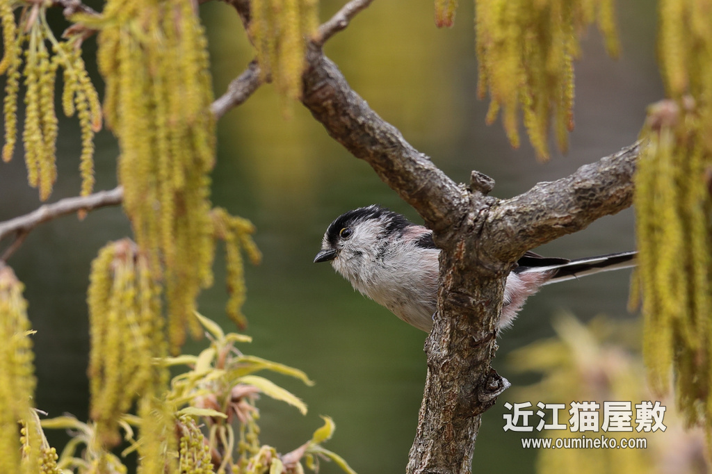 滋賀 音羽周辺 ウグイス、エナガ、オオルリなど EOS-1D X Mark II + EF600F4L