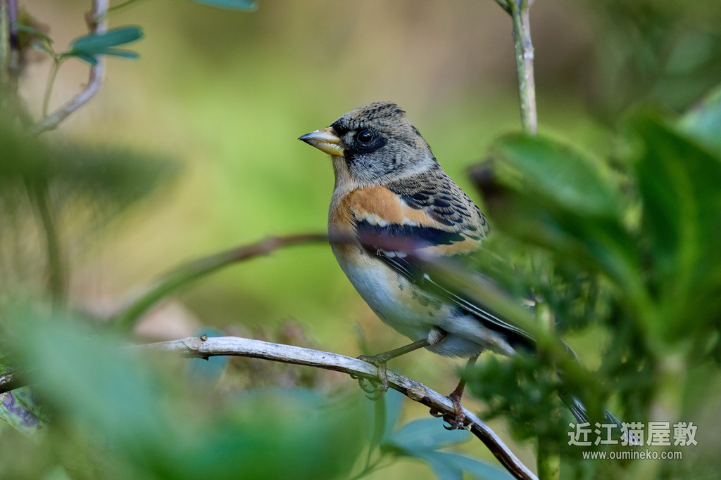 EOS R7 + EF400mm F4 DO IS II USM 検証 京都府立植物園
