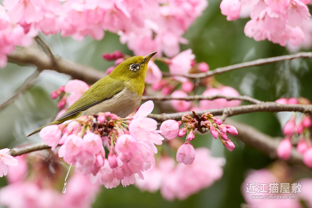 EOS R5 mark IIで野鳥撮影 桜メジロ、コゲラ巣穴掘り、ウグイス、ソウシチョウ他