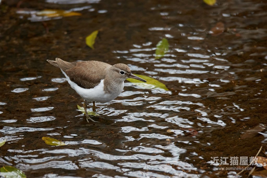EOS-1D X mark IIIの帰還 散歩