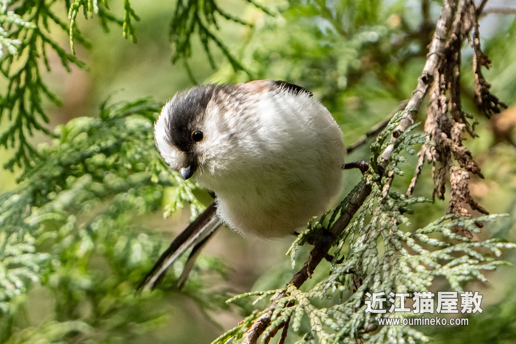 京都植物園 エナガ、ツグミ、コゲラ α7R IV+FE200-600