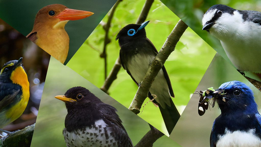 2025年 夏鳥探鳥 第２回 「夏鳥先鋒隊、地元の滋賀で鳥たちを探す」(初心者向け、鳥９種)