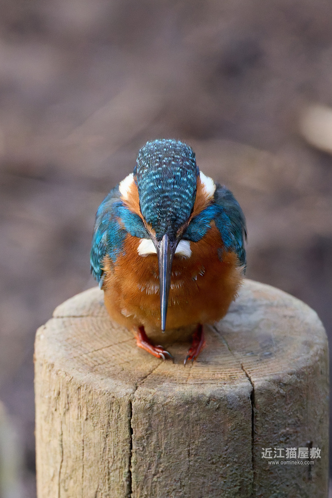 EOSで野鳥撮影 初心者向け野鳥撮影TIPS