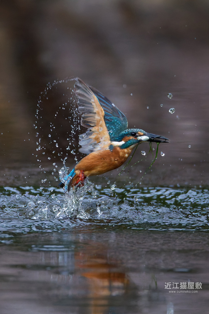 EOSで野鳥撮影 秋本番のカワセミとタカの渡り撮影