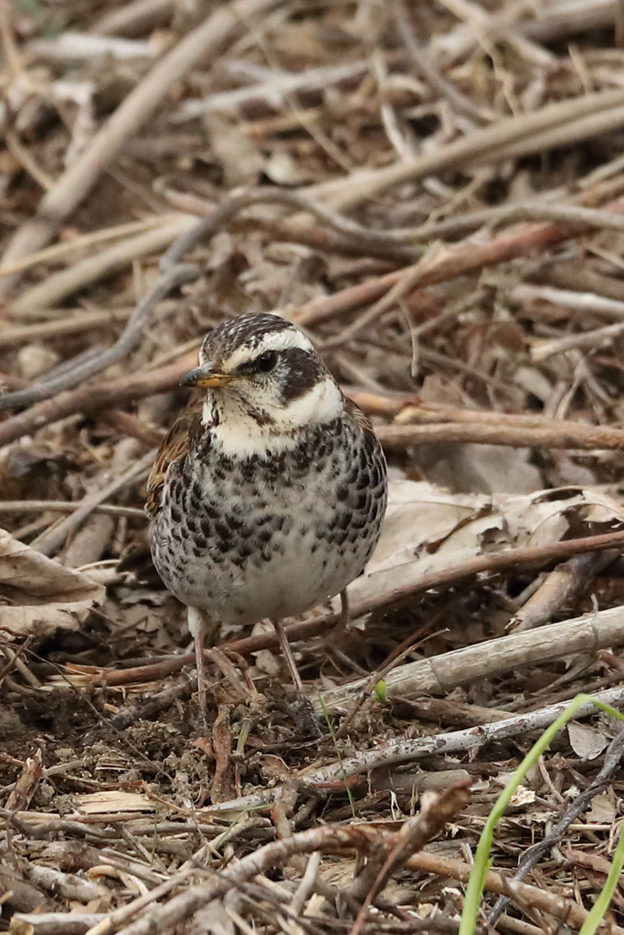 カワセミ 滋賀のダム EOS-1D X Mark II + EF600F4L
