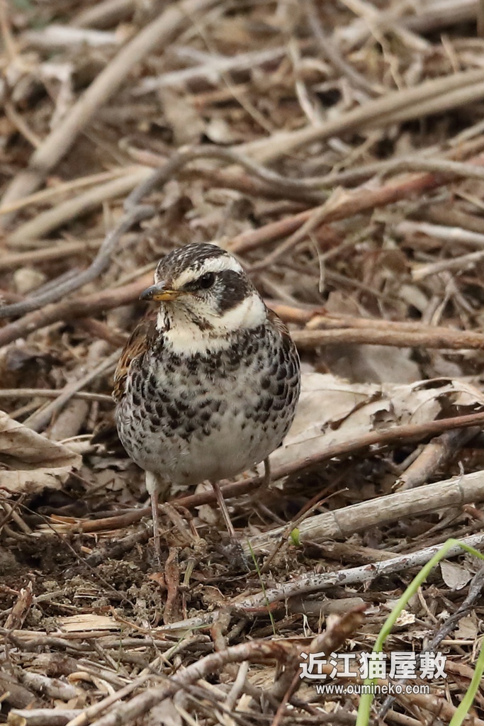カワセミ 滋賀のダム EOS-1D X Mark II + EF600F4L