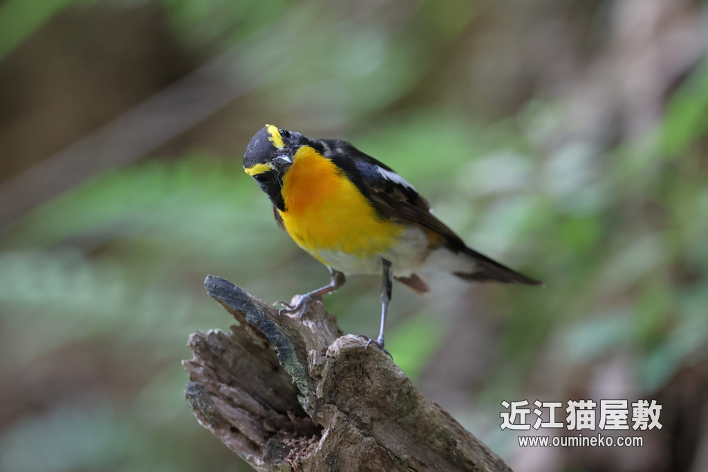 EOS R7 + RF600F4L IS USM 朽木散歩