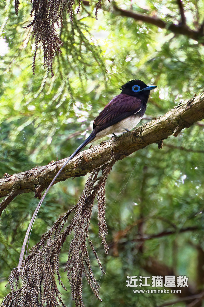 野鳥撮影日記 朽木 待望の今期初サンコウチョウ