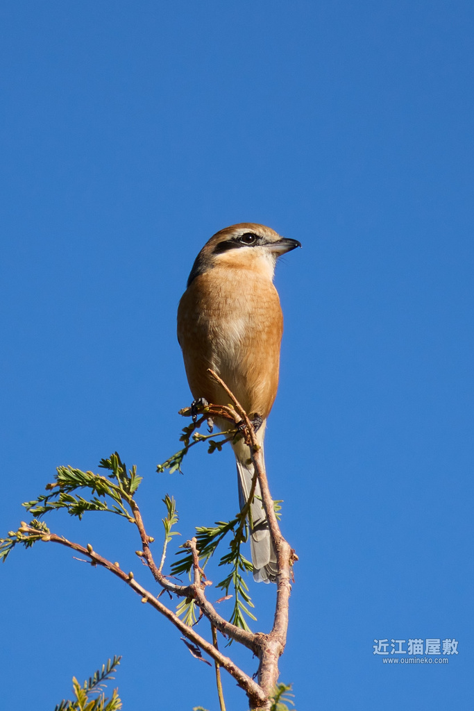 EOS R7 + EF400mm F4 DO IS II USM、EF800mm F5.6L IS USM