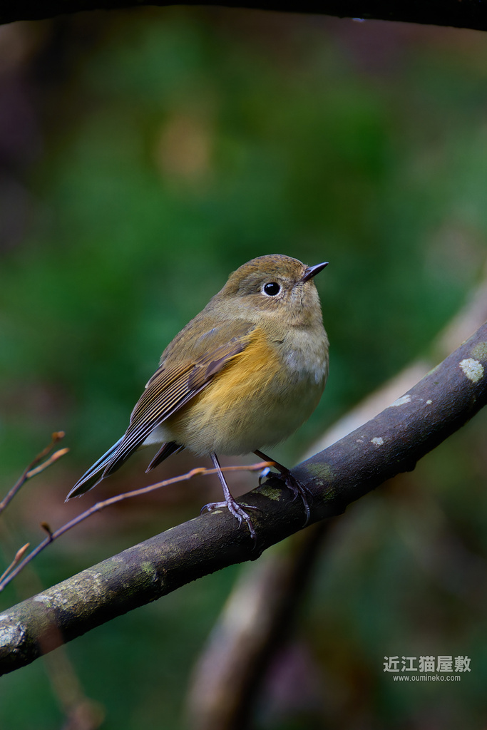 EOS R3,R7+RF200-800mm F6.3-9 IS USMで野鳥撮影 2024年初撮り