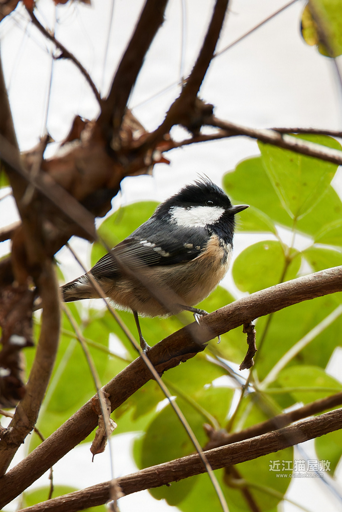 久々のEOS-1DX3+EF800mm F5.6L IS USM散策