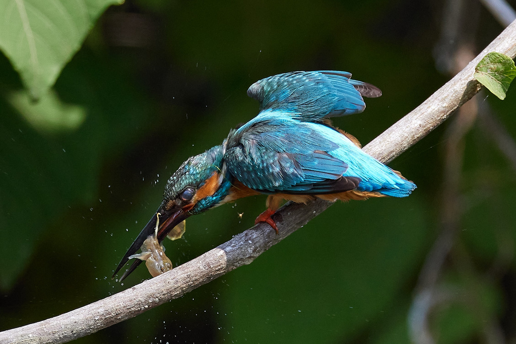 カワセミ EOS R5 + RF600F4L