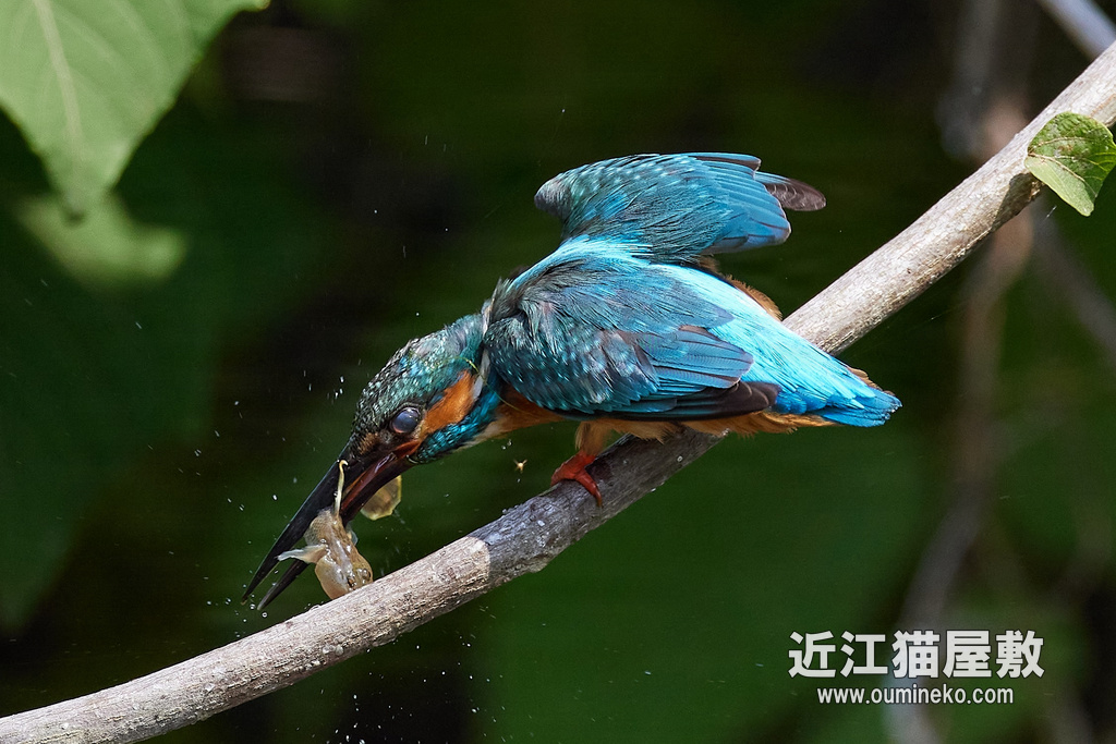 カワセミ EOS R5 + RF600F4L