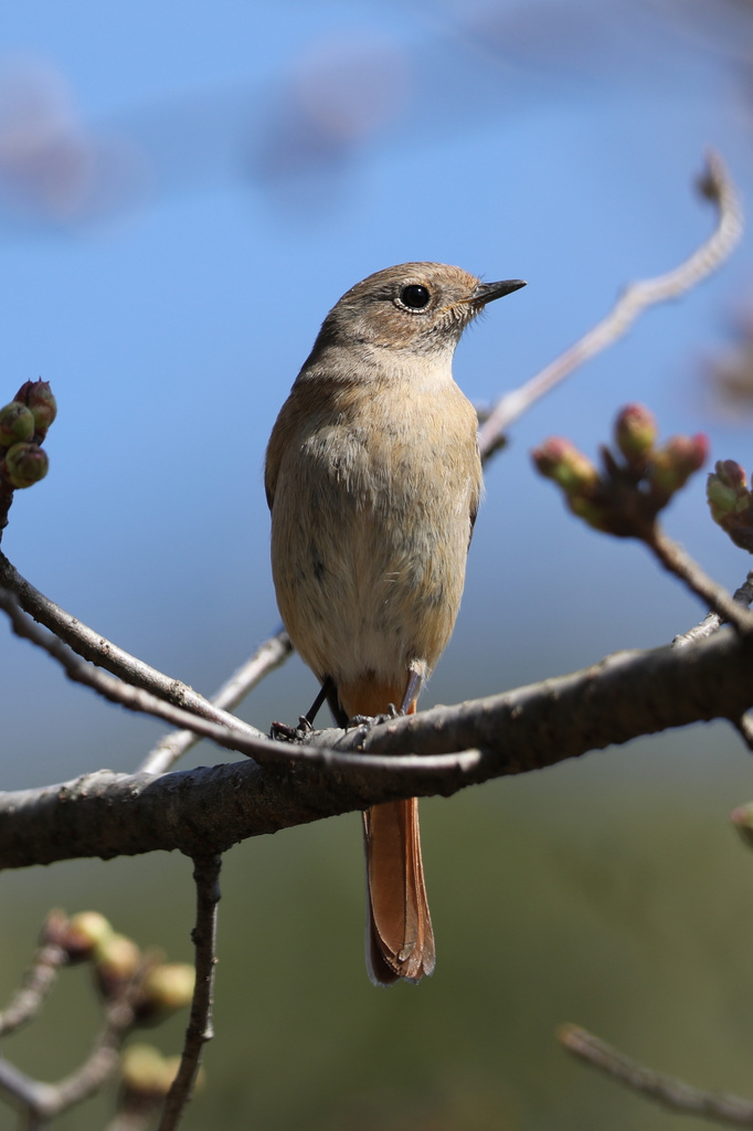 EOS 1DX mark II + EF600mm F4L IS II USM始動