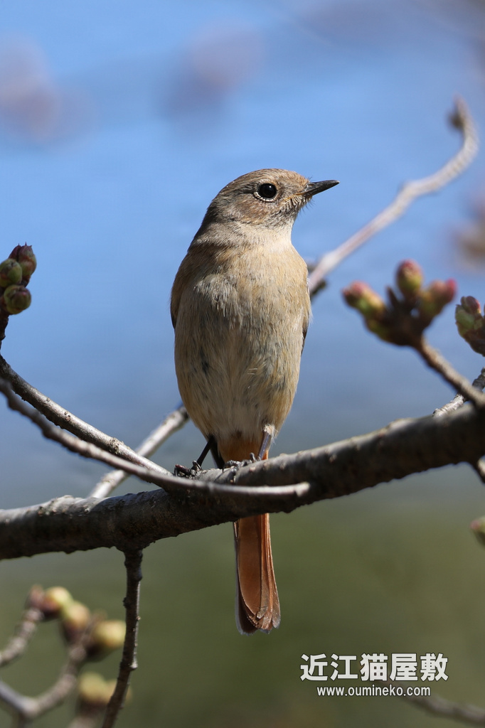 EOS 1DX mark II + EF600mm F4L IS II USM始動