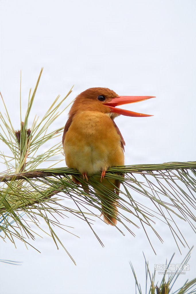 2024年 EOSで野鳥撮影 総括