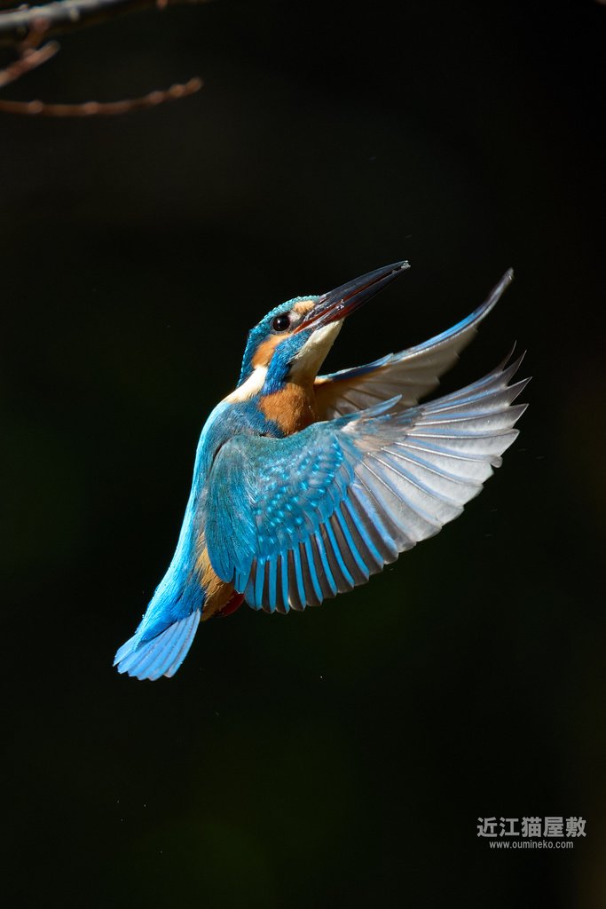 EOS R3,R7+RF200-800mm F6.3-9 IS USMで野鳥撮影 カワセミ、モズなど(AF,解像力検証中)