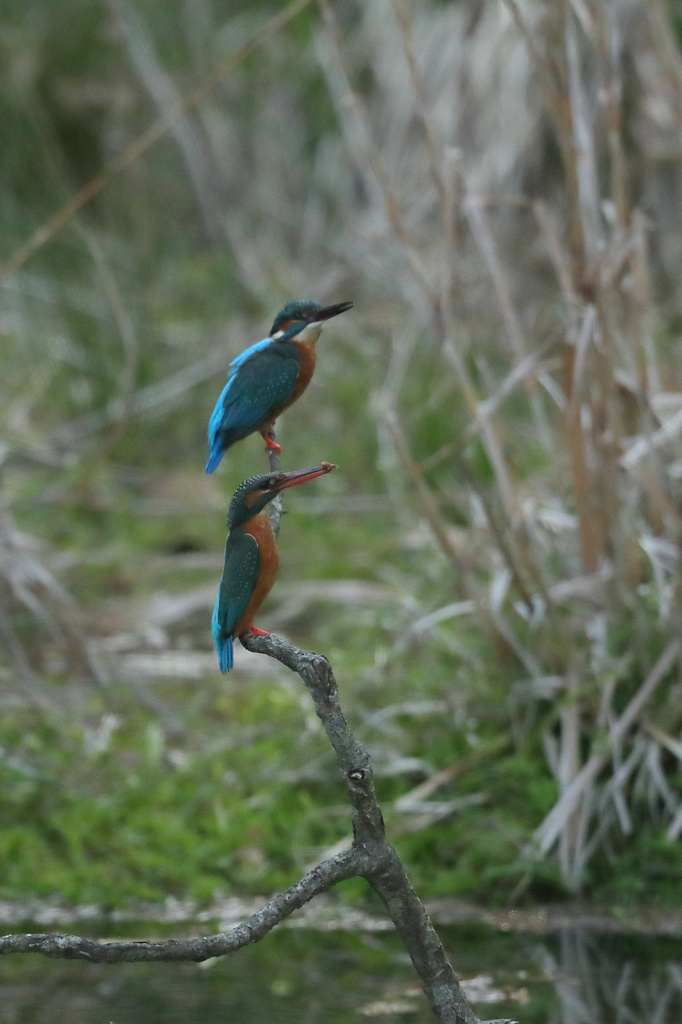近場のダム カワセミ EOS-1D X Mark II + EF600F4L