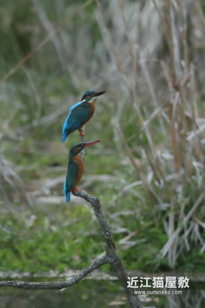近場のダム カワセミ EOS-1D X Mark II + EF600F4L