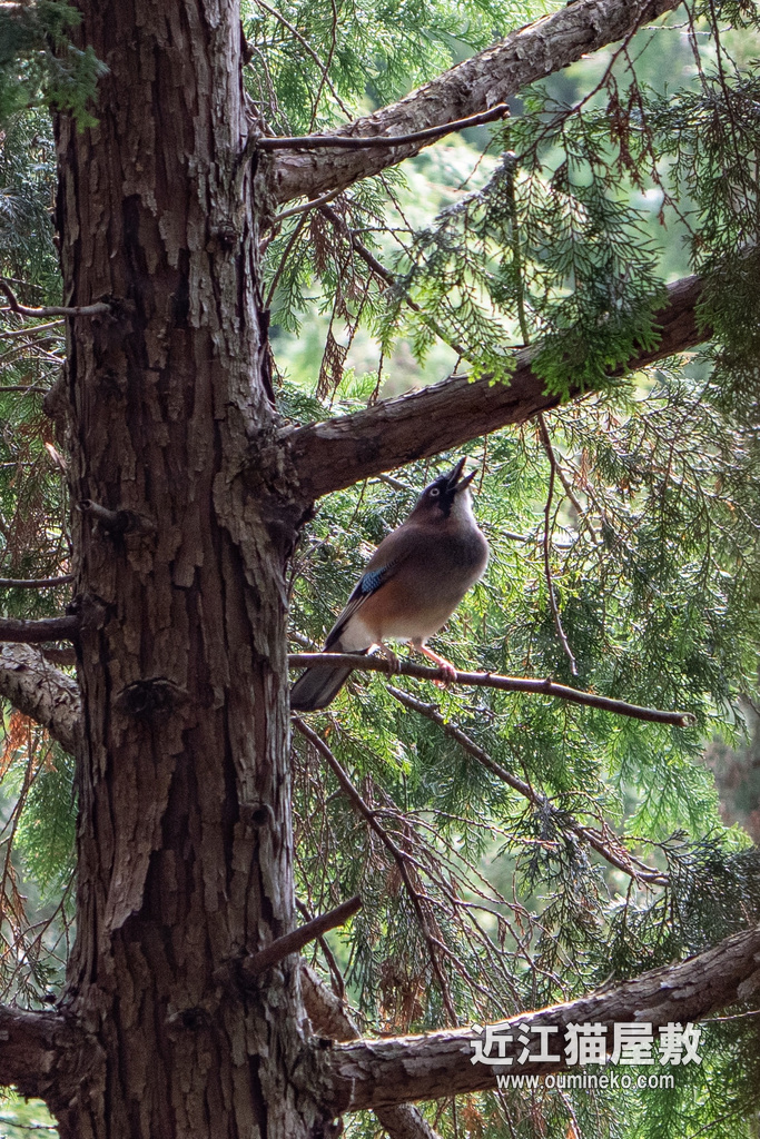 滋賀 坂本山中 カケス α1+FE200-600