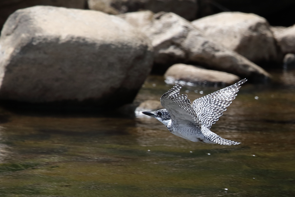 奈良県 榛原 ヤマセミ EOS-1D X Mark II + EF600F4L