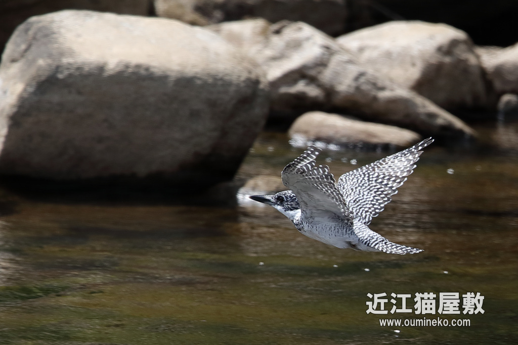 奈良県 榛原 ヤマセミ EOS-1D X Mark II + EF600F4L