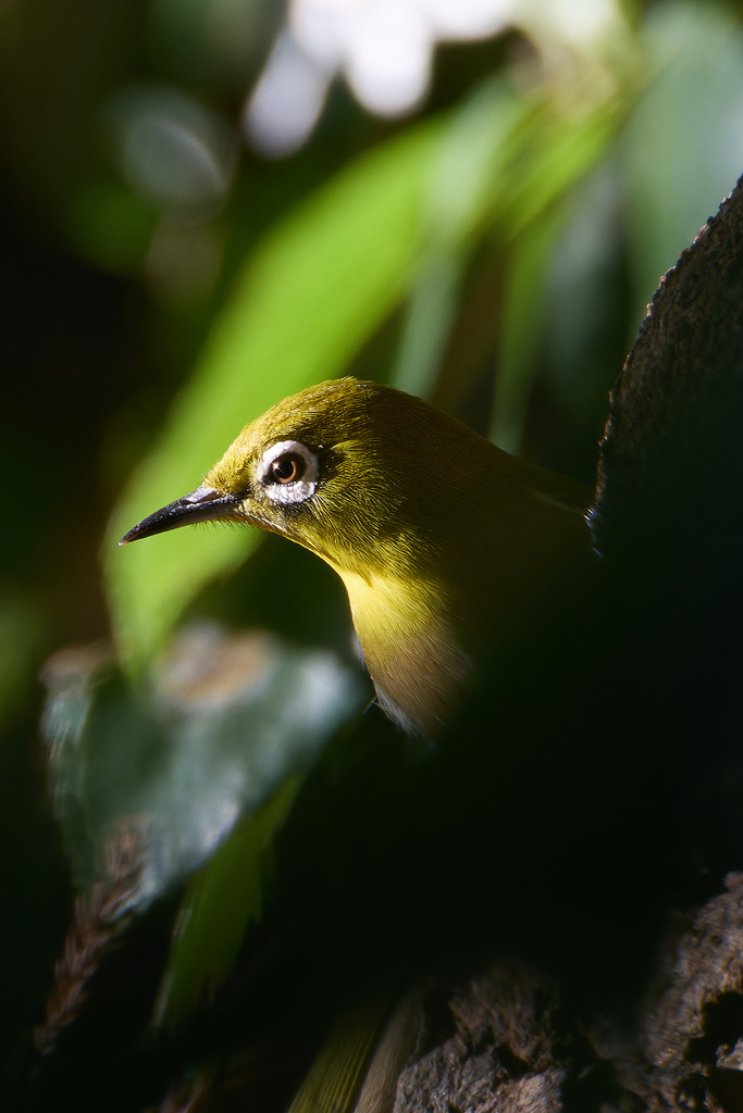 EOS R7+RF200-800mm F6.3-9 IS USM ファーストインプレッション