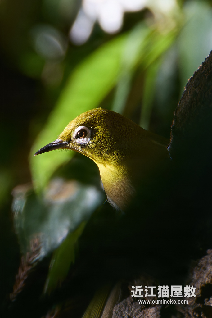 EOS R7+RF200-800mm F6.3-9 IS USM ファーストインプレッション
