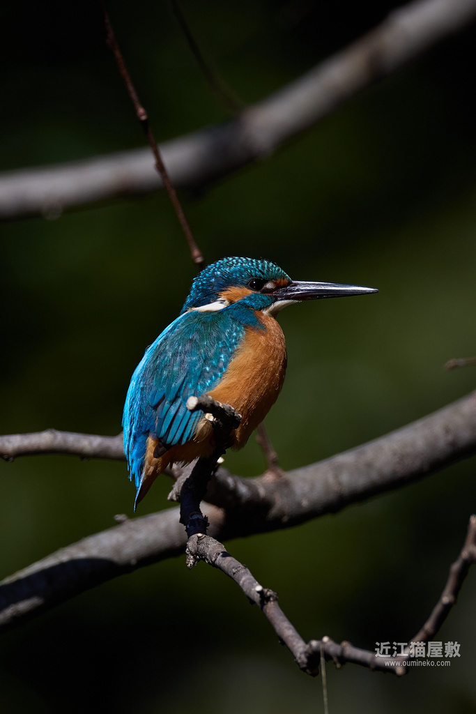 EOS R3で野鳥撮影 カワセミ 試写