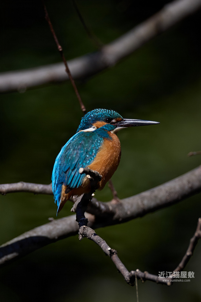 EOS R3で野鳥撮影 カワセミ 試写