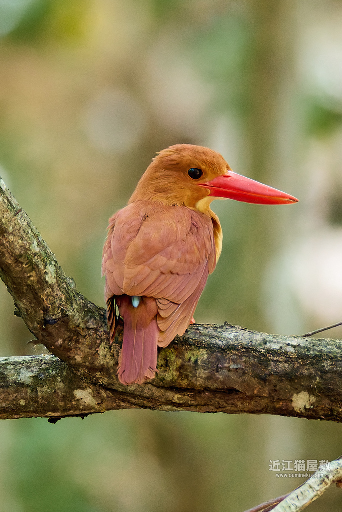 EOS R7で野鳥撮影 火の鳥 アカショウビン