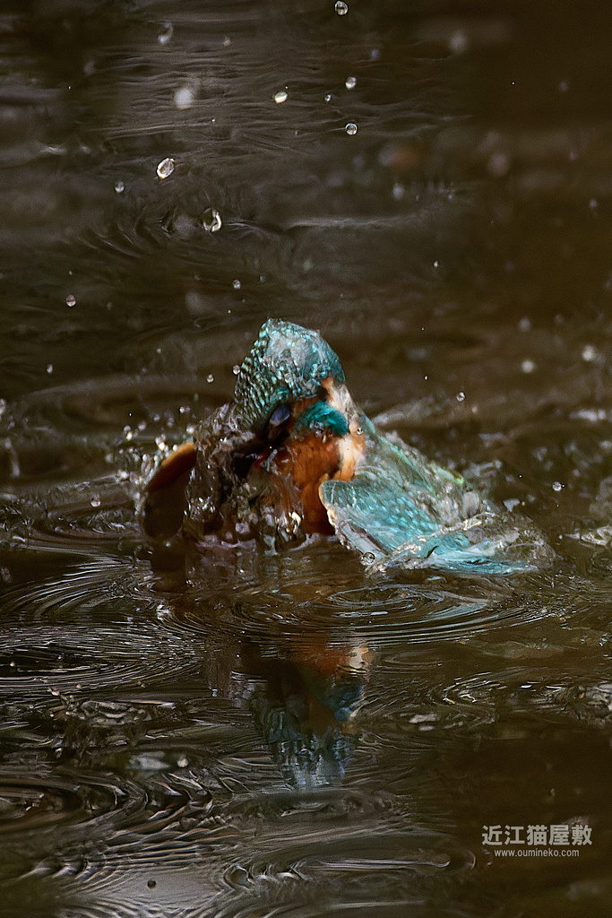 EOS R3+RF200-800mm F6.3-9 IS USMで野鳥撮影 カワセミ敗北
