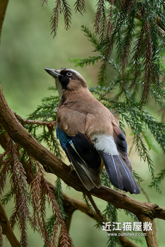EOS R7で野鳥撮影 カケス