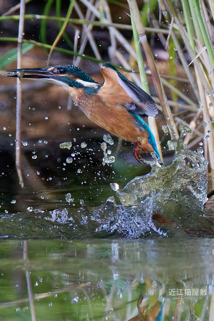 EOS R7で野鳥撮影 カワセミ他