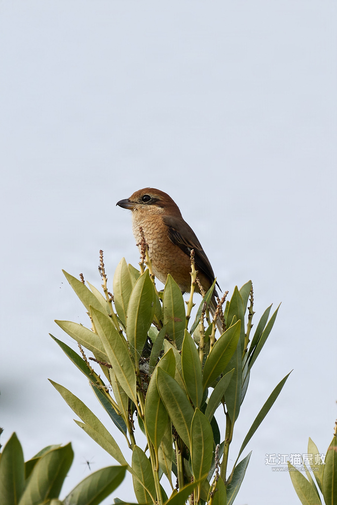 EOS R7 + EF400mm F4 DO IS II USM 散歩