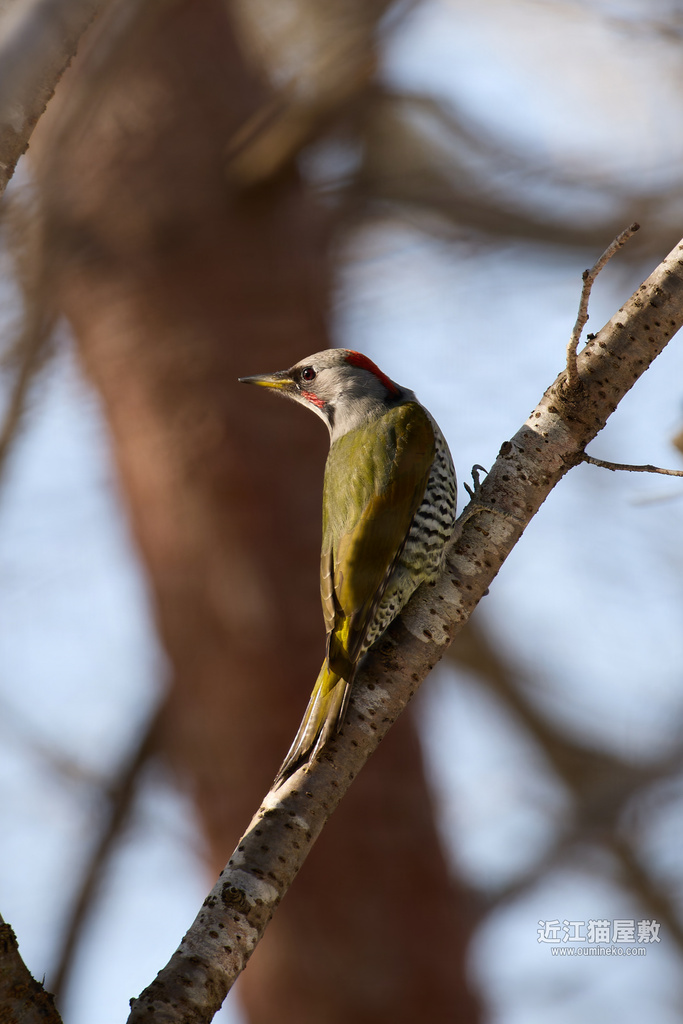 EOS R5 mark II,R7で野鳥撮影 アオゲラ、キバシリ、ベニマシコ、白ルリビタキ、カワセミ他