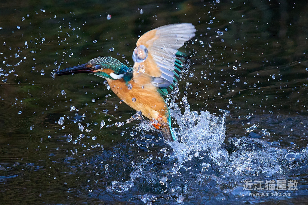 EOS R7でカワセミ撮影 最終検証３０連