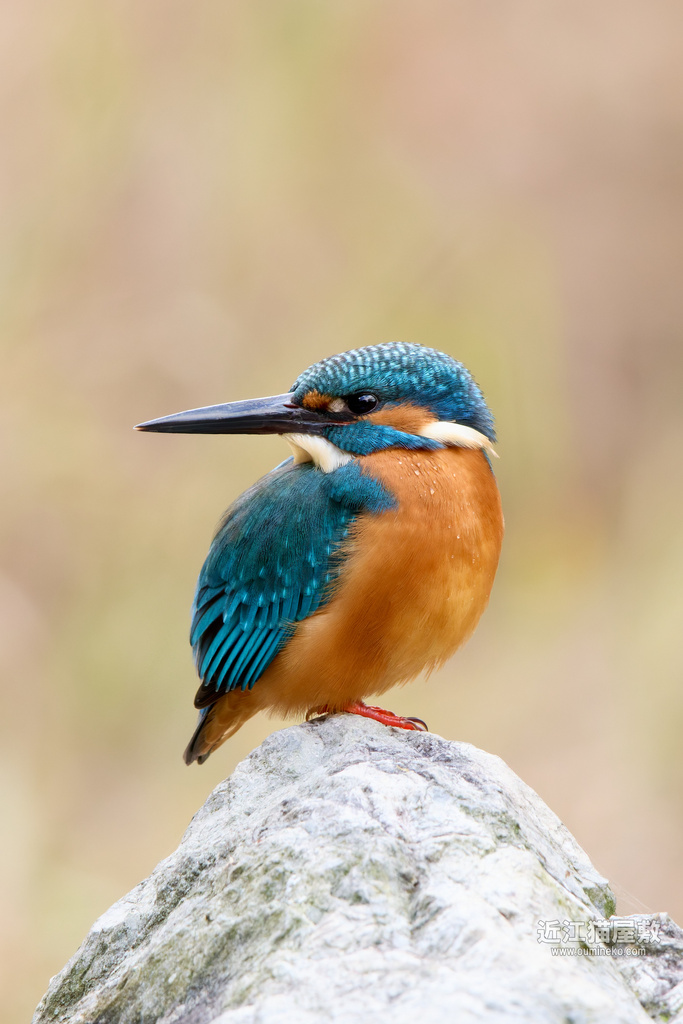 カワセミ撮影１５年の軌跡、その魅力と中級者に至る道筋